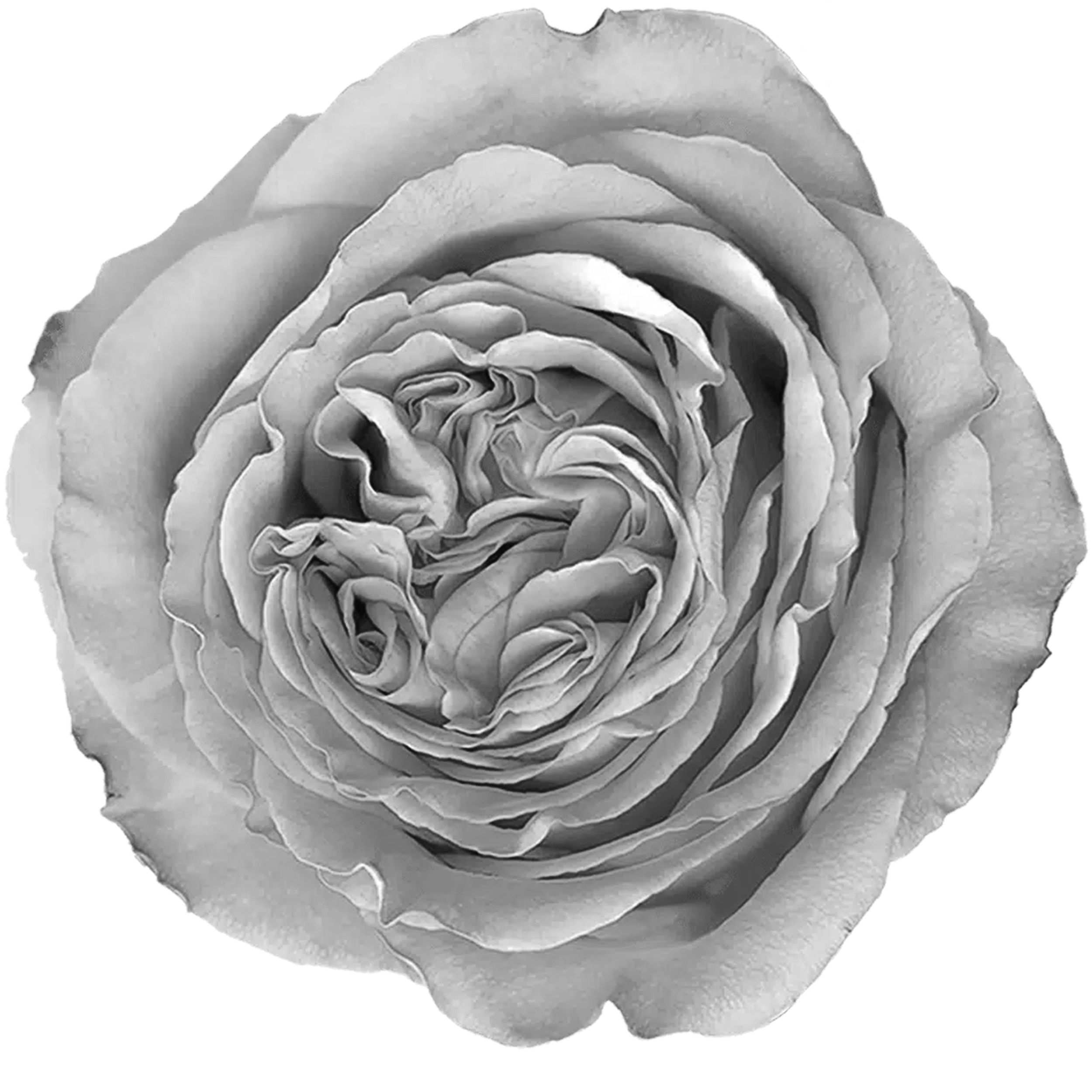 Rose 3 Image