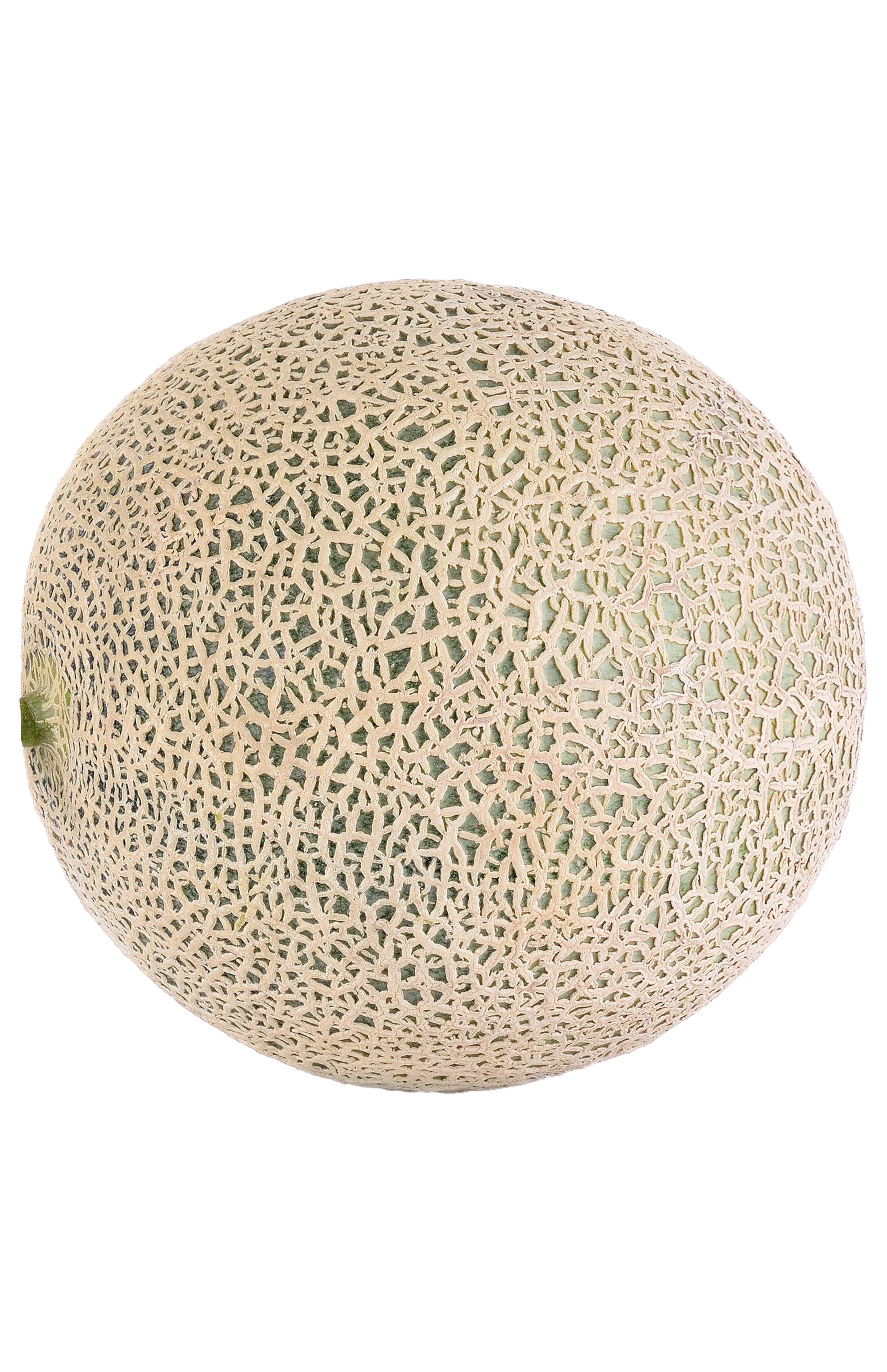 Cantaloupe