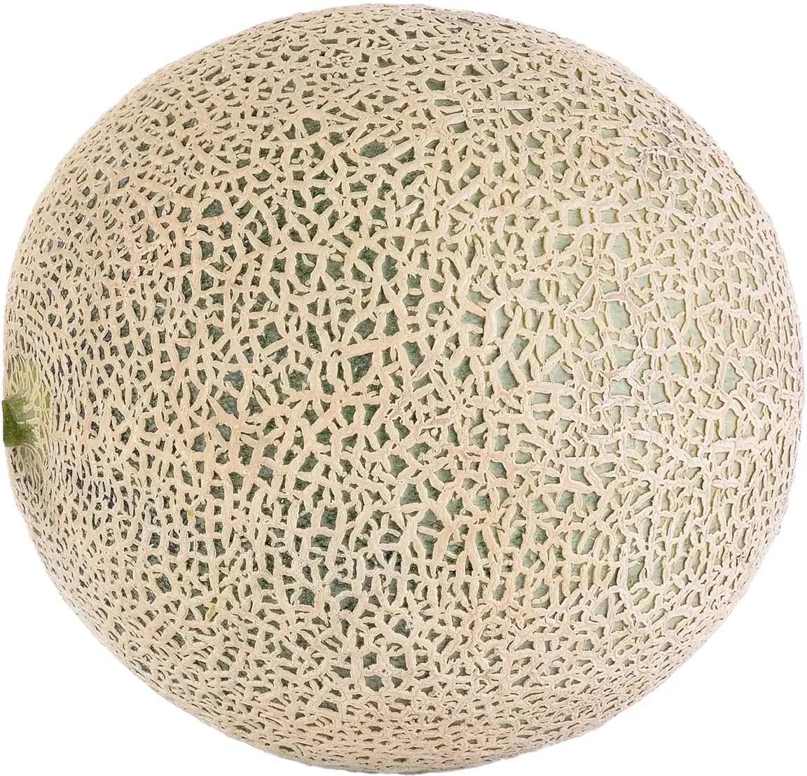 Cantaloupe